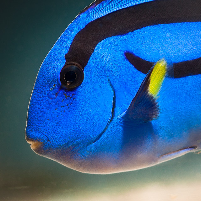 Paracanthurus Hepatus