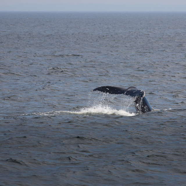 Baleine à bosses